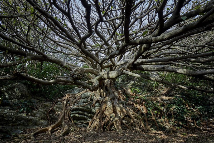 🌊 무로토 곶 (무로토미사키) 이미지 5